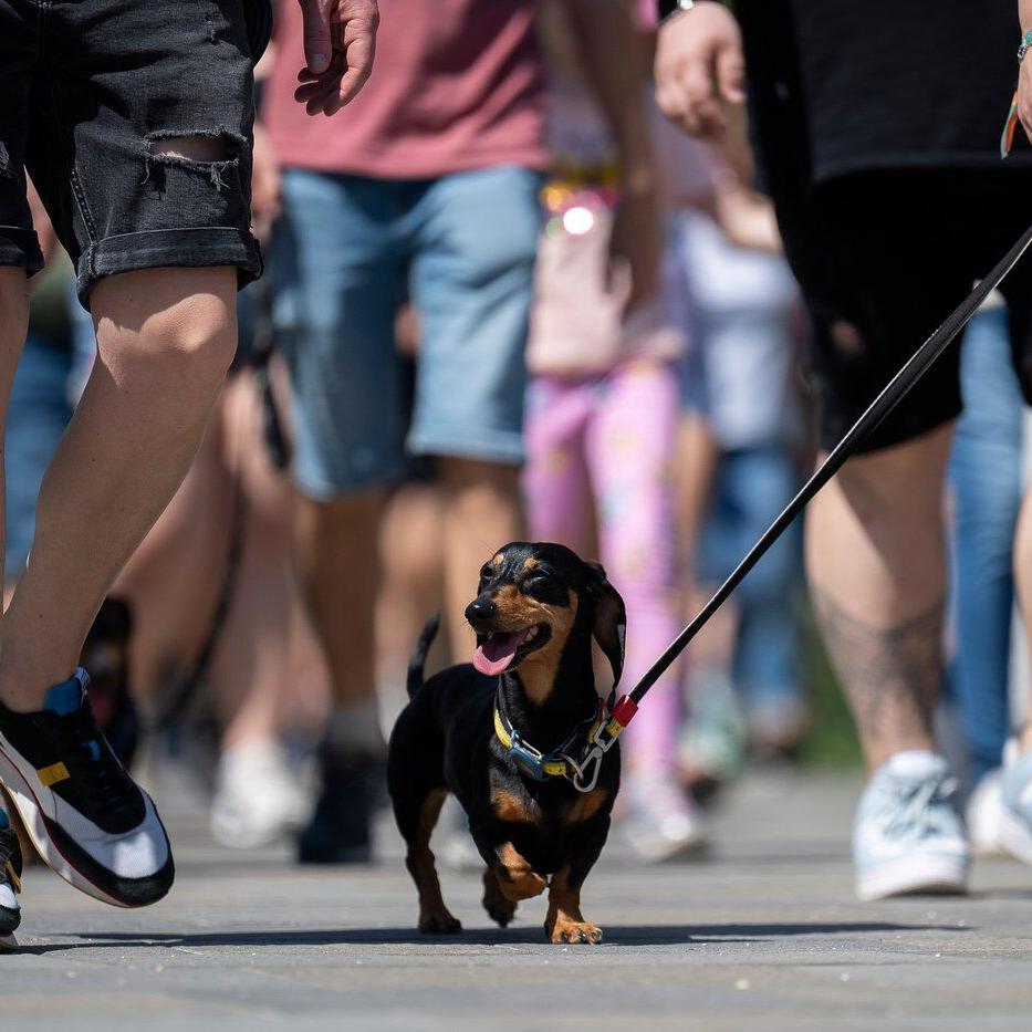 Wiener wonderland: Hundreds of dachshunds chase record in Hungary